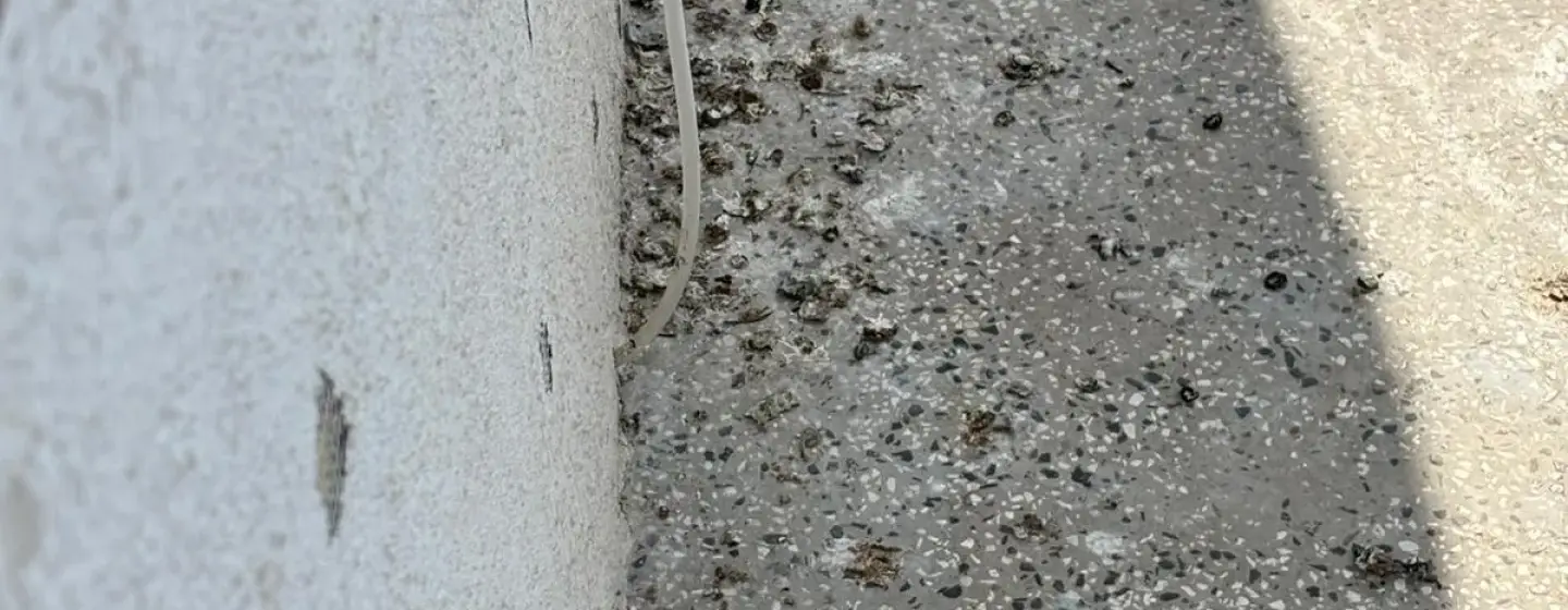 Премахване на гълъбово гуано и гнезда